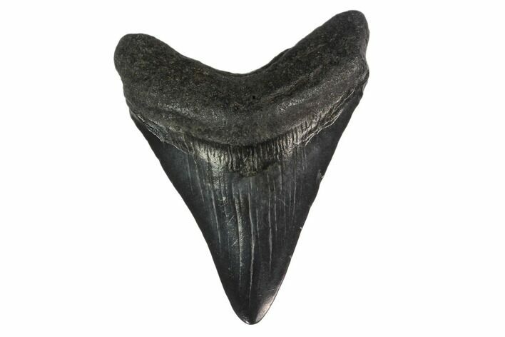 Fossil Megalodon Tooth - South Carolina #130753